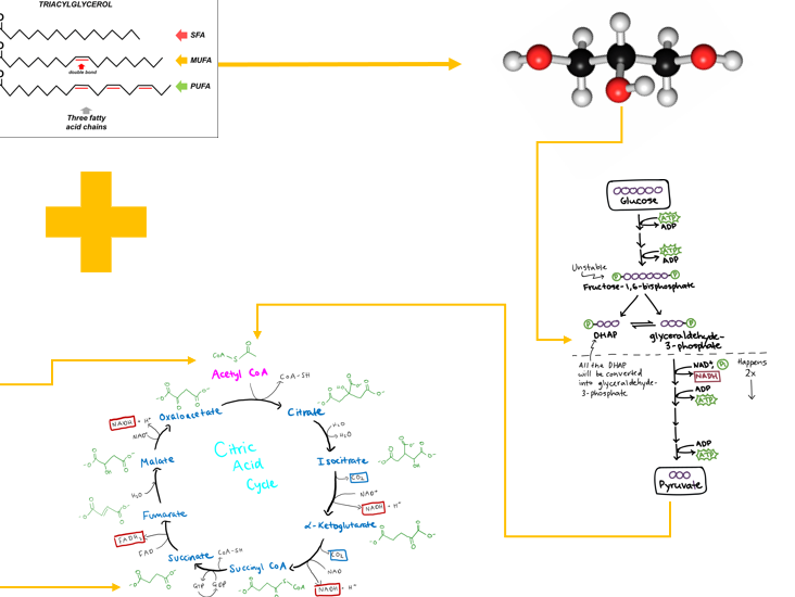 <p>When triacylglycerols are broken down, they yield <strong>free fatty acids</strong> and <strong>glycerol</strong>, each of which enters different metabolic pathways.</p><p>Where is the glycerol directed </p>