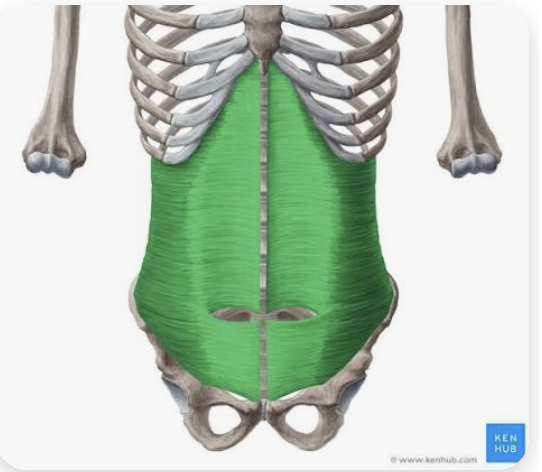 <p>O: Iliac crest, thoracolumbar fascia, costal cartilage of ribs 7-12</p><p>I: Abdominal aponeurosis (and other midline structures)</p><p>A: Compression and tension of abdominal wall</p>