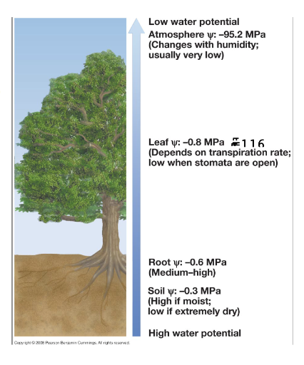 <p>Transpiration is the movement of water from soil through plant, and into the atmosphere.</p><p></p><p><strong><em>There is a continuous decrease in water potential (and pressure potential!!!) throughout the path of water movement.</em></strong></p><p></p><p>Gas exchange cannot be accomplished without water loss. Water loss is not advantageous, it is simply unavoidable. The loosely packed spongy mesophyll allow for a greater rate of gas exchange, but at the cost of increasing the rate of evaporation.</p>