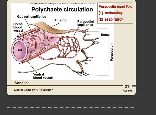 <p>info card flip for info on muscle attachment </p>