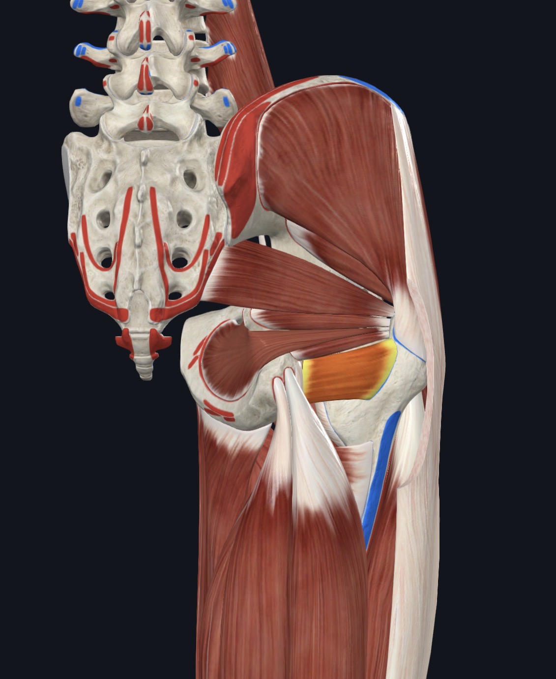 <p>Deep Gluteal Region</p>