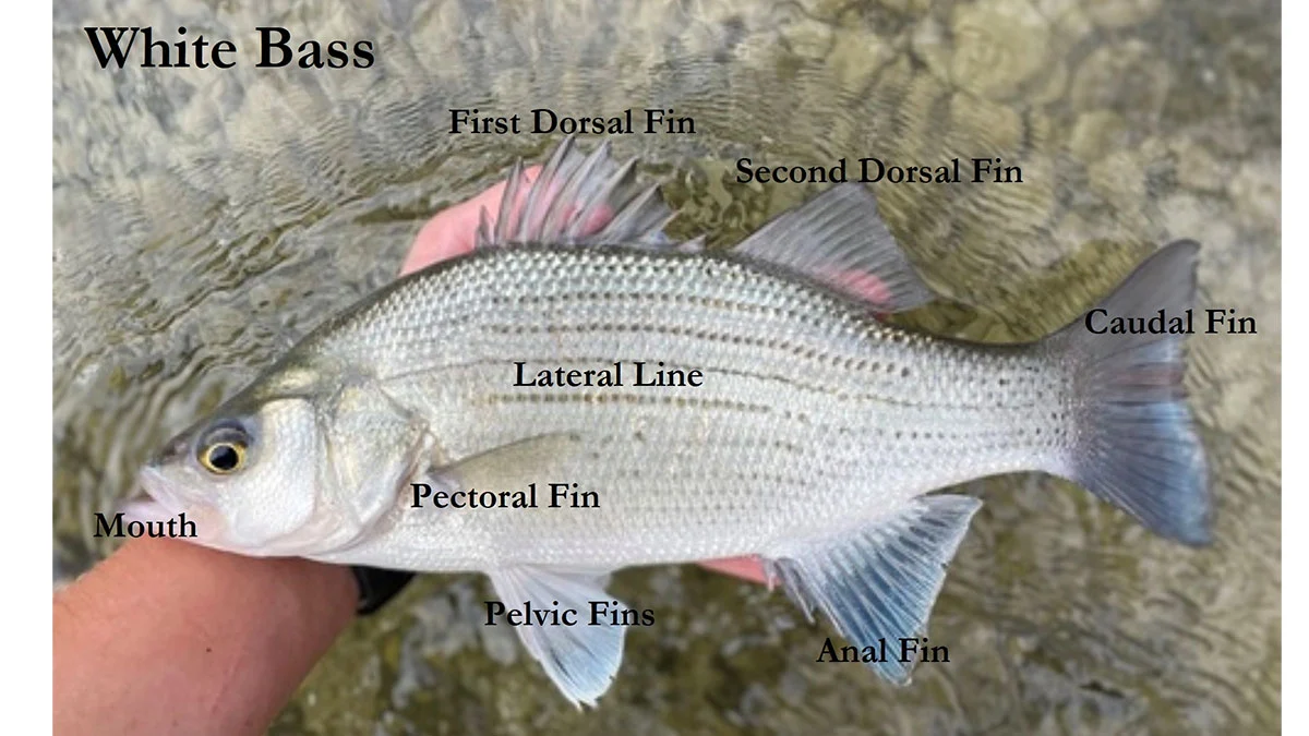 <p>Moronidae</p><p>Morone chrysops (white bass) </p>