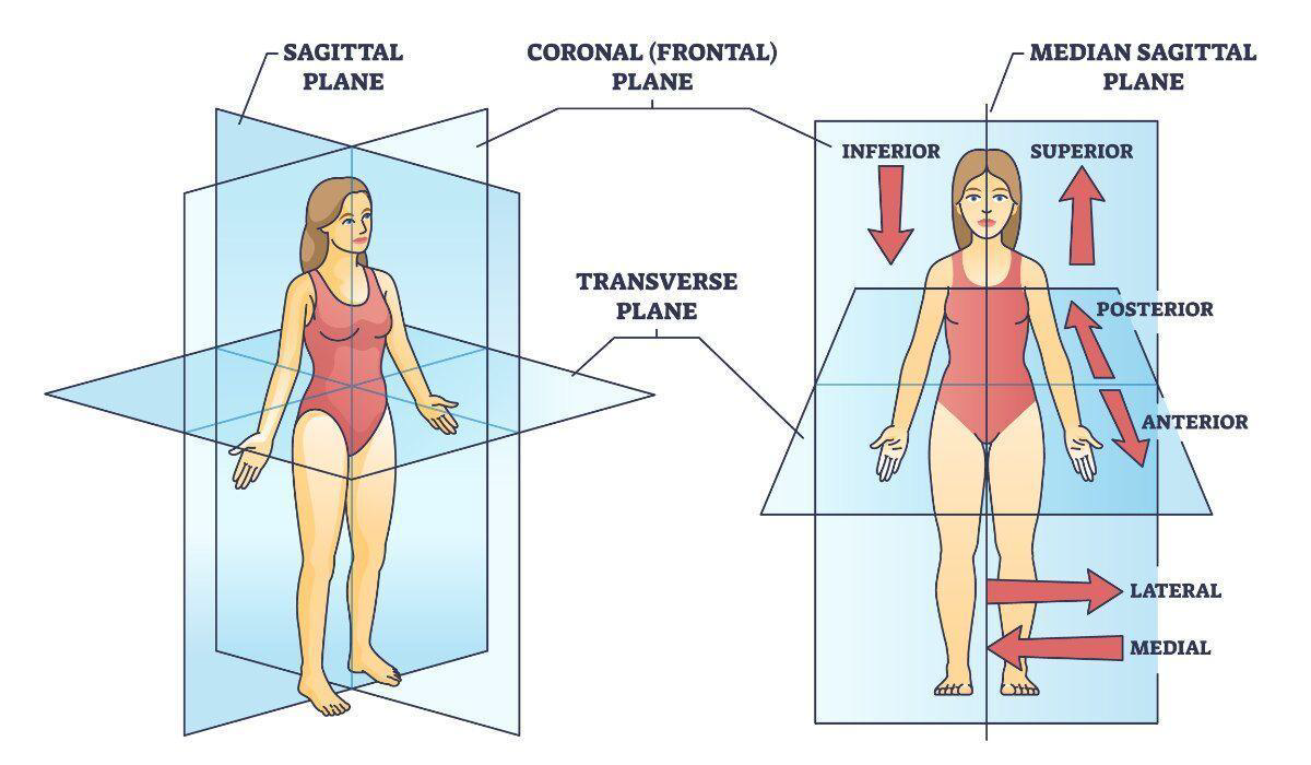 <p>Midsagittal Plane</p>