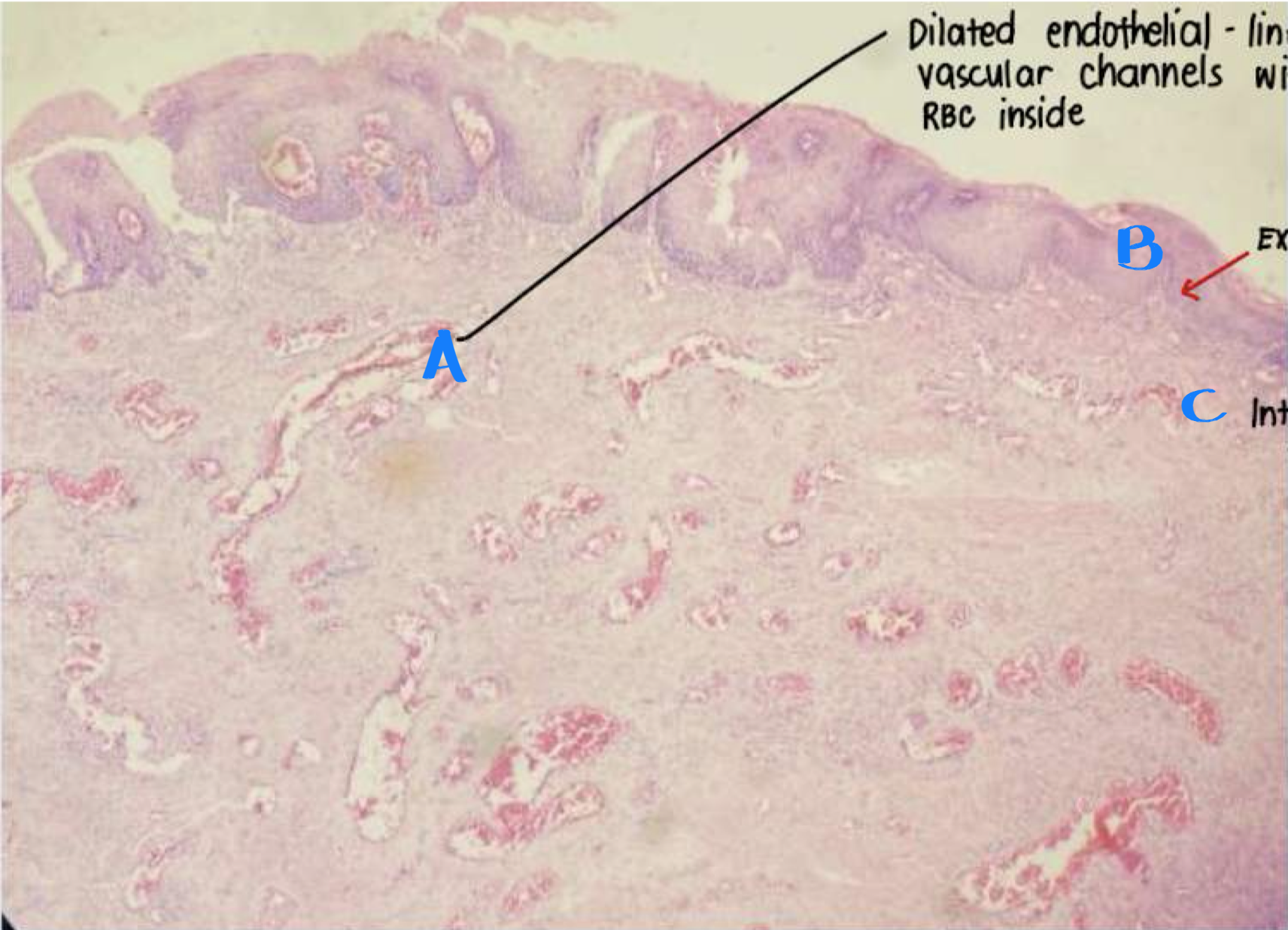 <p>Identify structure and labeled areas</p>