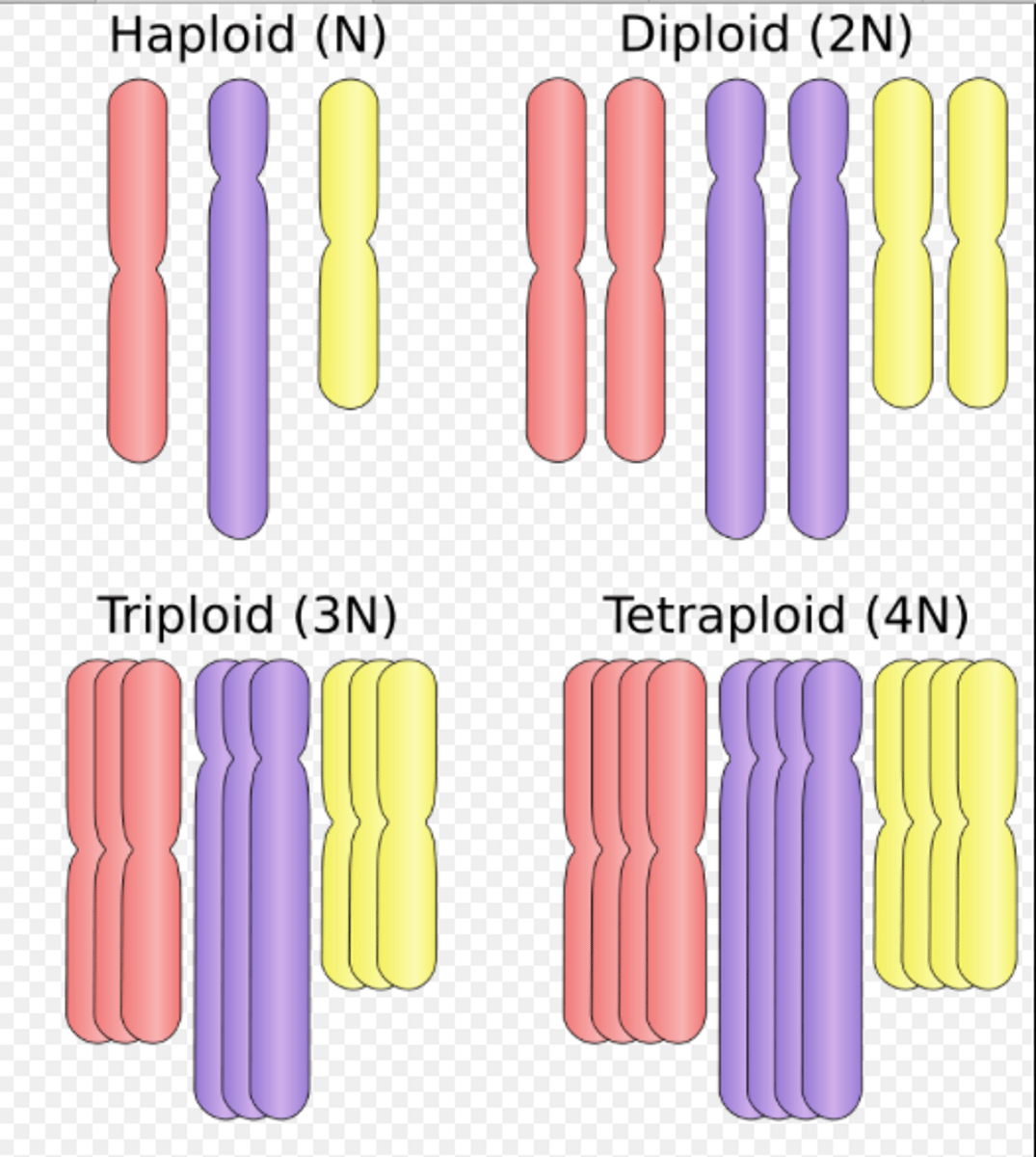 <p>- Complete chromosome sets</p>