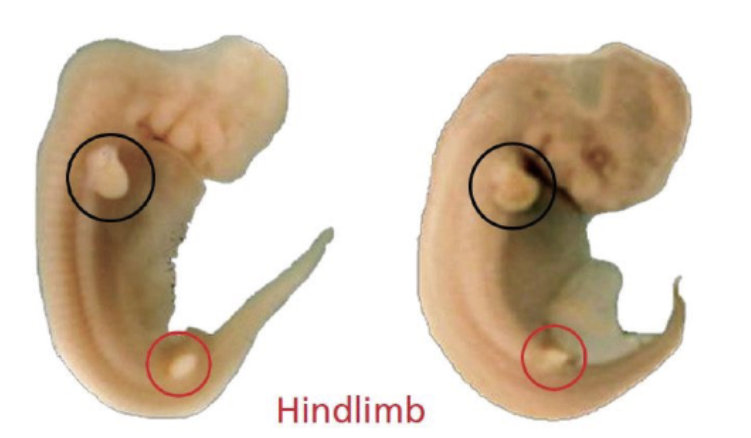 <p>Land to water: Dolphin embryo shows that hindlimbs begin to form but <strong>fail</strong> to fully …</p>