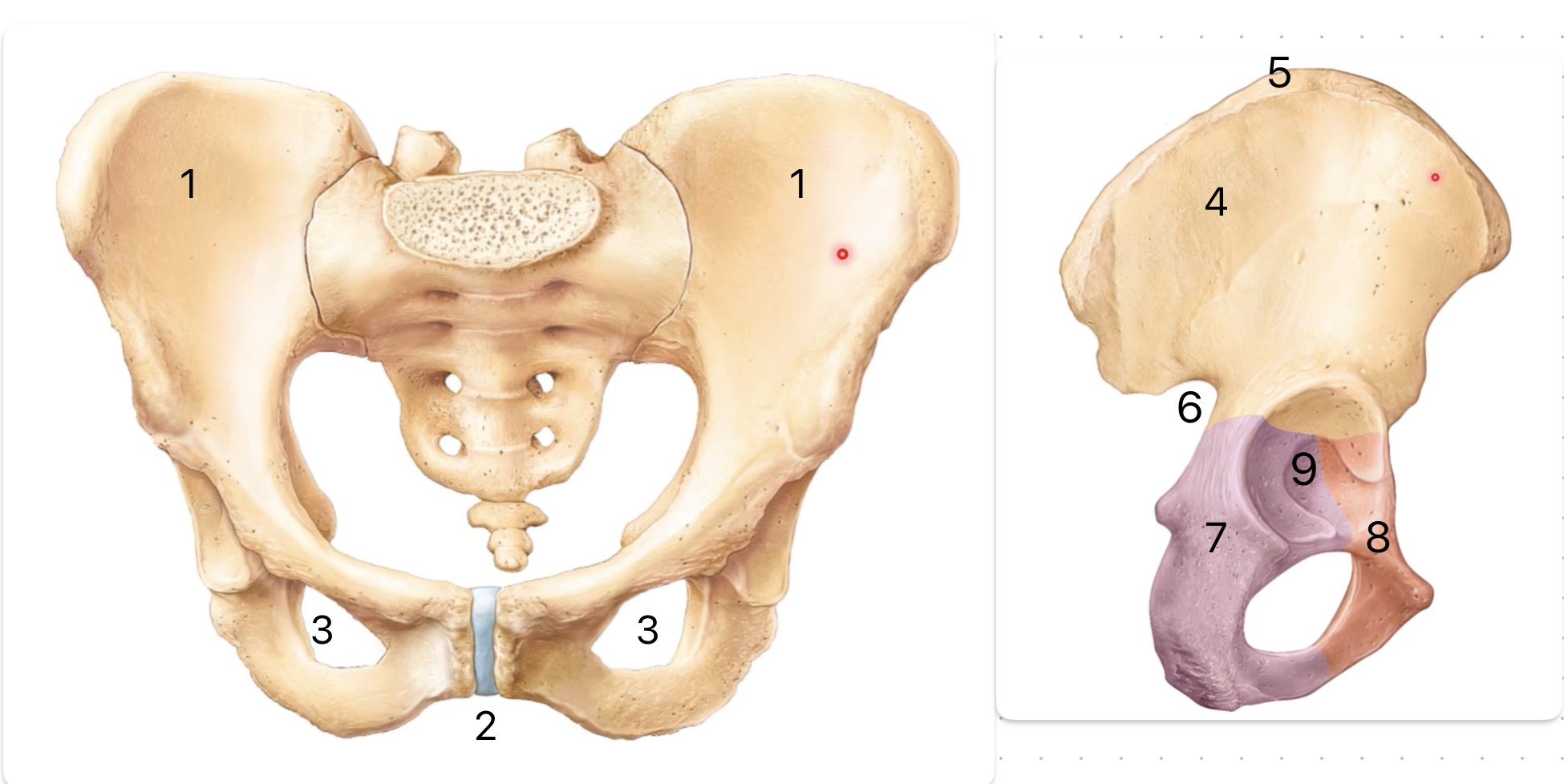 <p>What are these features and bones?</p>
