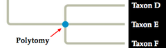 <p>a branch point from which more than two descendant groups emerge, ndicate that the exact pattern of divergence has not been resolved.</p>