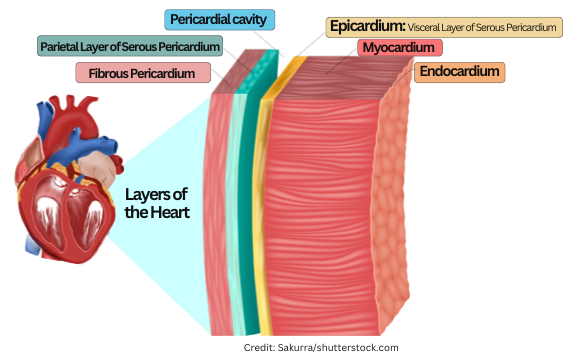 <p><strong>1. Pericardium (the covering)</strong></p><p><span>This is the <strong>protective sac</strong> around the heart.</span></p><p><strong>a. Fibrous pericardium</strong></p><ul><li><p><span>Tough, outer layer</span></p></li><li><p><span>Anchors the heart in place</span></p></li></ul><p><strong>b. Serous pericardium</strong></p><p><span>A thin, double‑layered membrane:</span></p><ul><li><p><span><strong>Parietal layer</strong> — lines the inside of the fibrous pericardium</span></p></li><li><p><span><strong>Visceral layer (epicardium)</strong> — <em>directly on the heart surface</em></span></p></li></ul><p><span>Between these two is the <strong>pericardial cavity</strong> filled with <strong>serous fluid</strong> to reduce friction.</span></p><p><strong>2. Myocardium</strong></p><ul><li><p><span>The <strong>thick, muscular layer</strong></span></p></li><li><p><span>Responsible for <strong>contraction</strong></span></p></li><li><p><span>This is the layer that actually pumps blood</span></p></li></ul><p><strong>3. Endocardium</strong></p><ul><li><p><span>Thin, smooth inner lining</span></p></li><li><p><span>Lines the chambers and covers the valves</span></p></li><li><p><span>Continuous with blood vessel endothelium</span></p></li></ul><p><span data-name="glowing_star" data-type="emoji">🌟</span> Ultra‑simple version</p><ul><li><p><span><strong>Epicardium</strong> = outer layer</span></p></li><li><p><span><strong>Myocardium</strong> = muscle</span></p></li><li><p><span><strong>Endocardium</strong> = inner lining</span></p></li></ul><p><span>And the <strong>pericardium</strong> is the protective sac around all of it.</span></p>