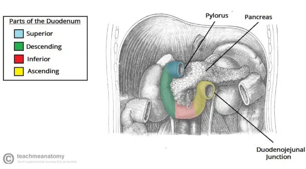 <ul><li><p>Superior</p></li><li><p>Descending</p></li><li><p>Inferior </p></li><li><p>Ascending</p></li></ul><p></p>