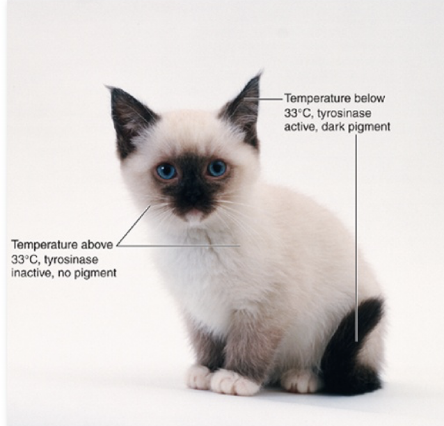 <p>Environmental affects like nutrition, light intensity, temperature, and symbiotic relationships affect gene expression. </p><p>Adapt to environment by turning genes “on” and “off.” </p>