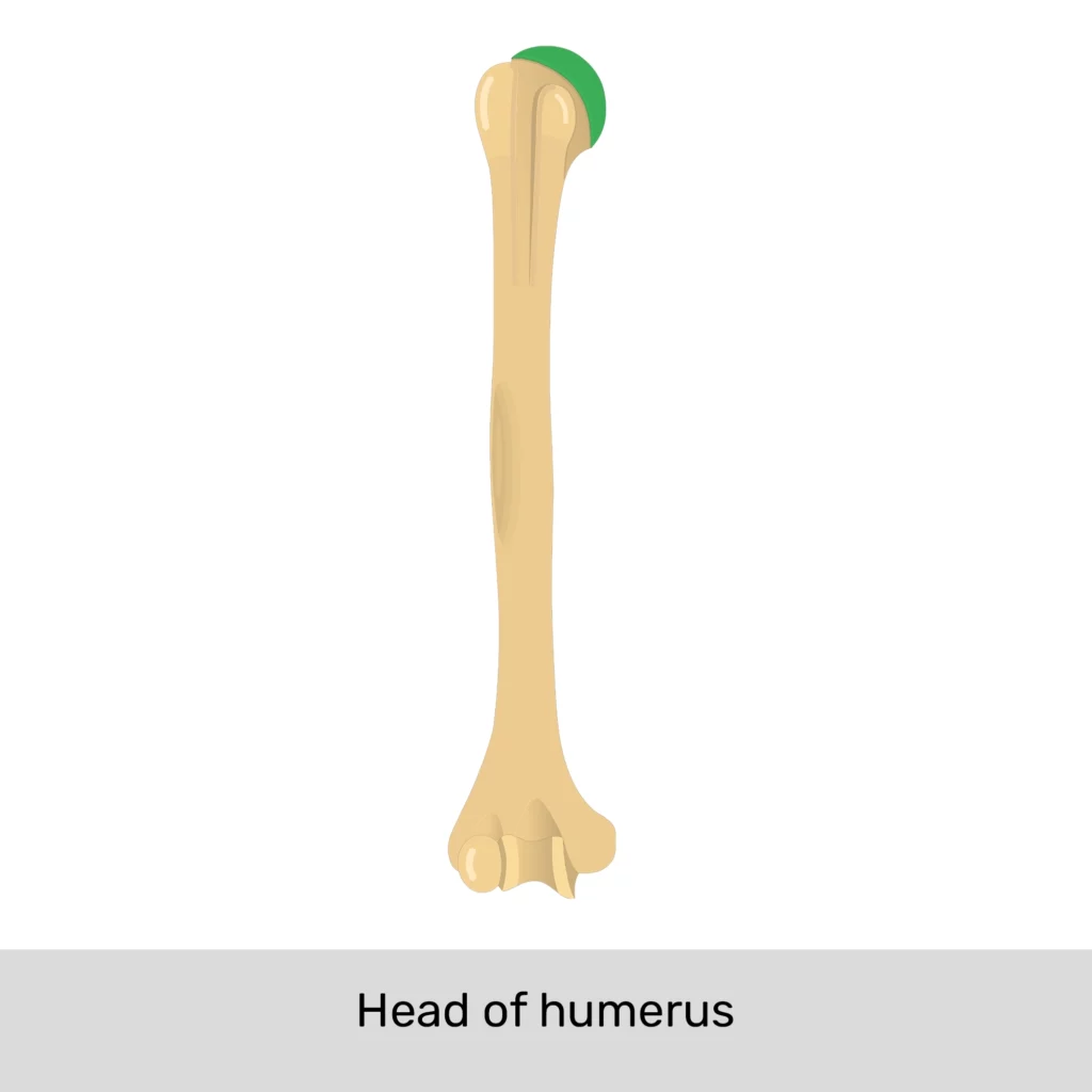 <p>Head</p>
