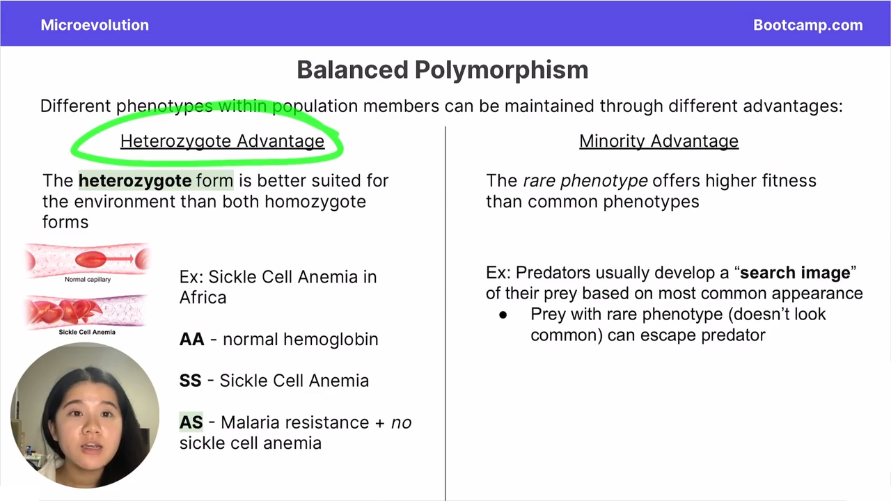 <p>Sickle cell anemia and malaria</p><p>AA - normal</p><p>Aa - slight sickle slight normal - malaria resistance </p><p>aa- full sickle, malaria resistance </p><p></p>
