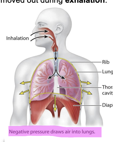 <ul><li><p>Mammals and reptiles expand their thoracic cavity to draw air into their lungs.</p><ul><li><p>The expansion of the lungs causes the air pressure inside the lungs to become lower than the air pressure outside the lungs.</p></li><li><p>The resulting negative pressure draws air into the lungs.</p></li></ul></li><li><p><span style="background-color: inherit; line-height: 19.55px; color: windowtext;">Inhalation is active that requires contraction of diaphragm</span><span style="line-height: 19.55px; color: windowtext;">&nbsp;</span></p></li></ul><p></p>