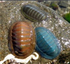 <p>What Phylum and Class do these belong to?</p>