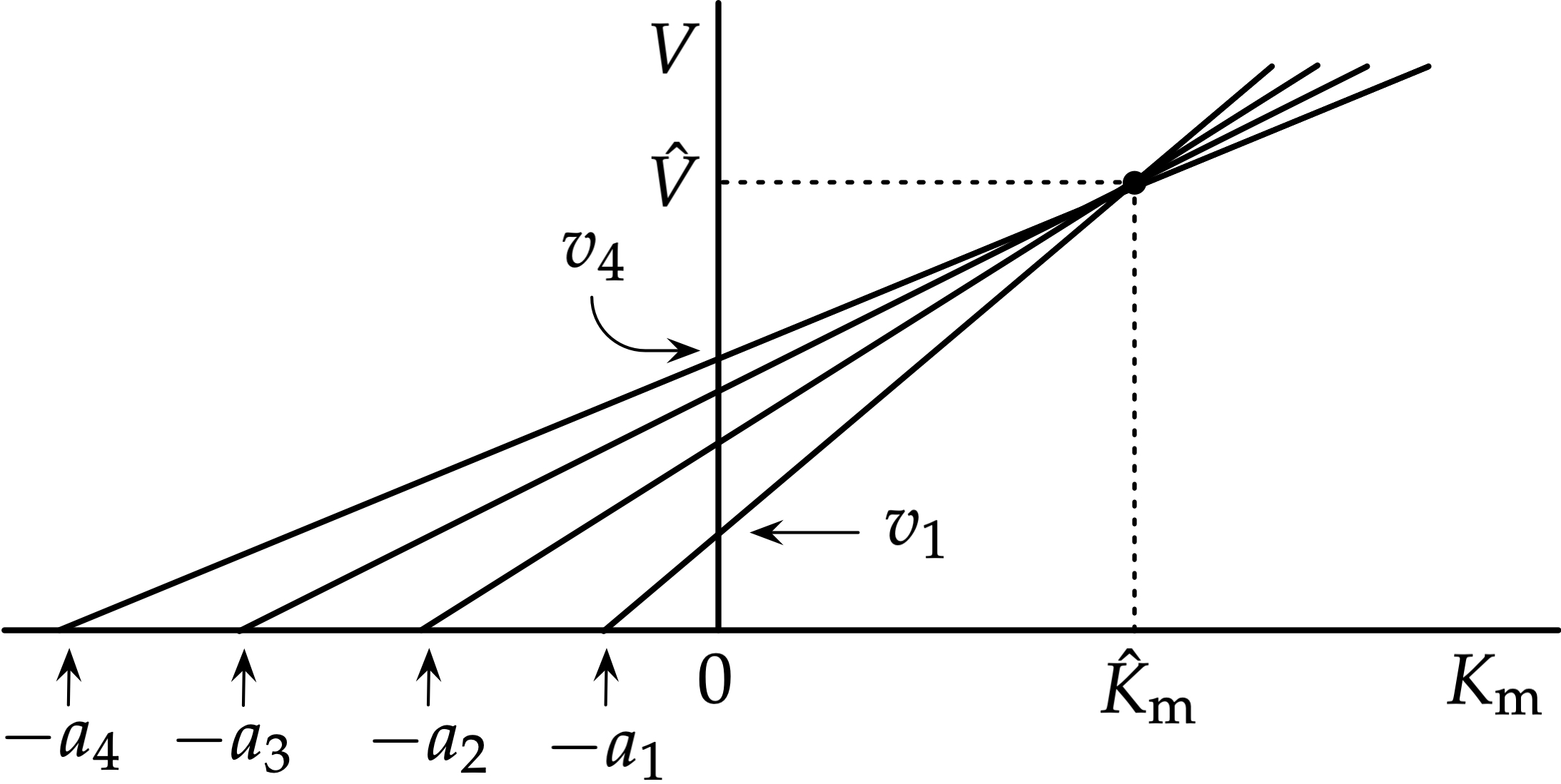 <ul><li><p>This plot uses the original Michaelis-Menten equation</p></li><li><p>Plots multiple straight lines from experimental data points</p></li><li><p>Finds where those lines intersect to estimate Vmax and K<sub>m</sub></p></li></ul><p></p>