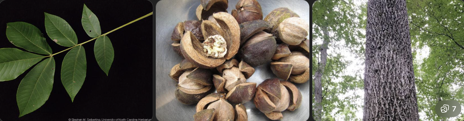 <p>Identify this tree</p>