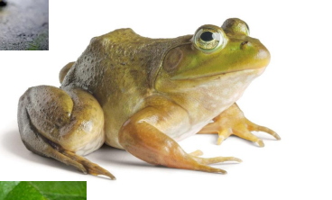 <p>name this animal</p>