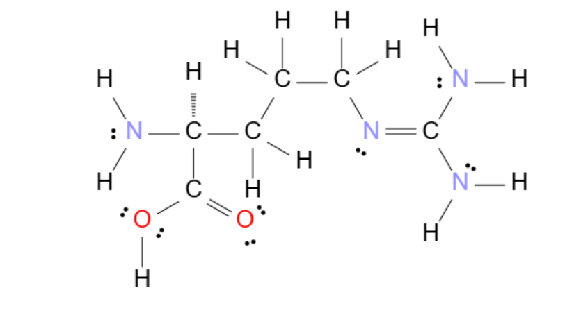 <ul><li><p>C₆H₁₄N₄O₂</p></li><li><p>Intermediate of the urea cycle</p></li><li><p>Hydrolyzed to produce urea</p></li><li><p>Regenerates ornithine</p></li><li><p>Semi-essential amino acid</p></li></ul><p></p>
