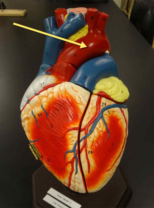 <p>Name the structure</p>