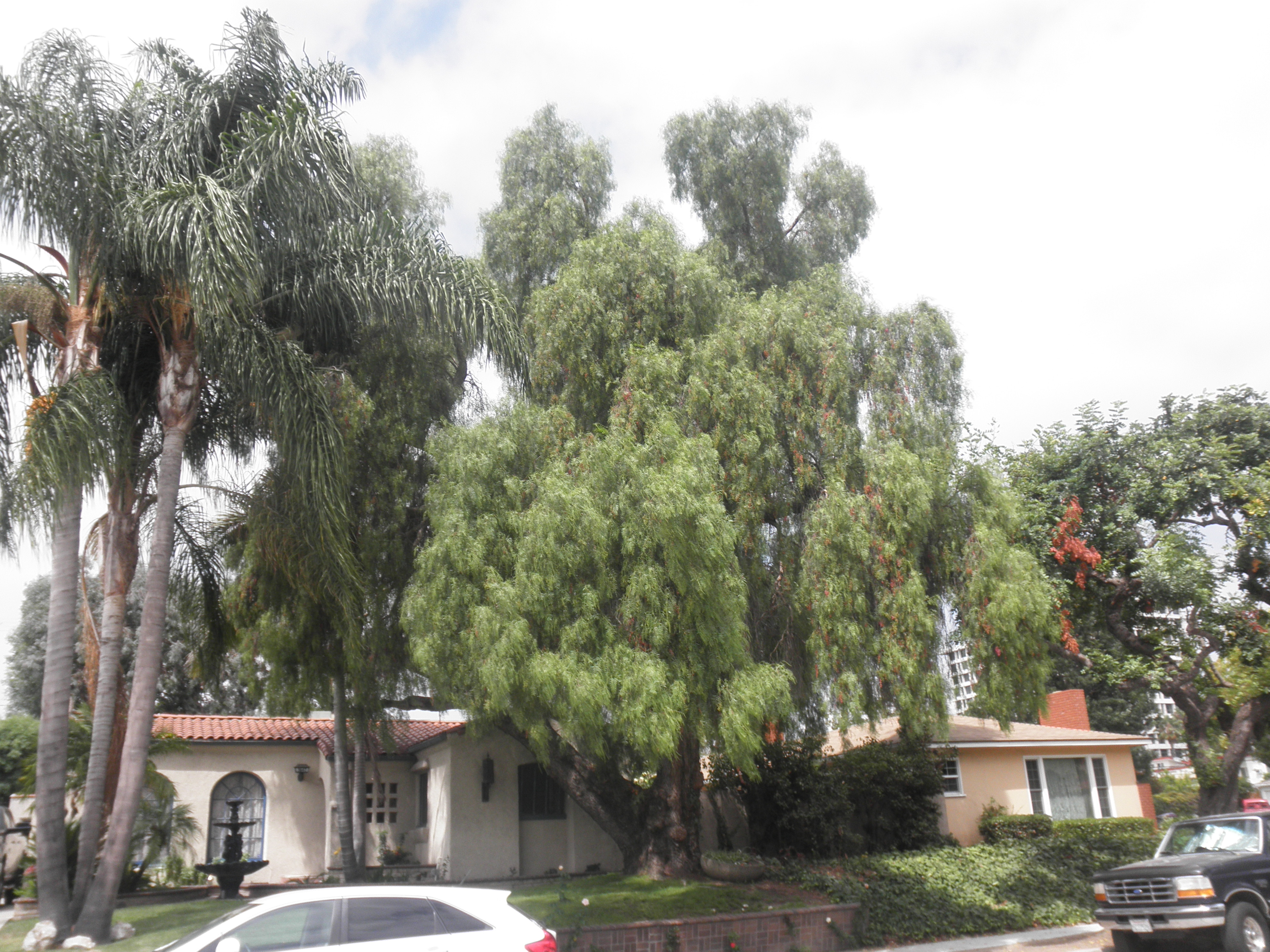 <p>Schinus molle - California Pepper </p>