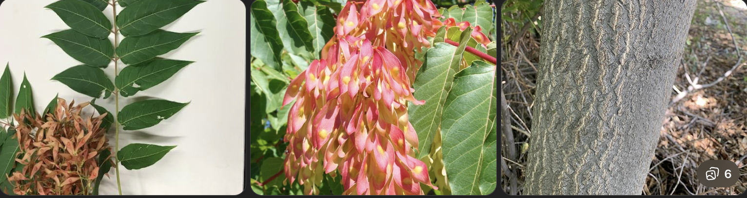 <p>Identify this tree</p>