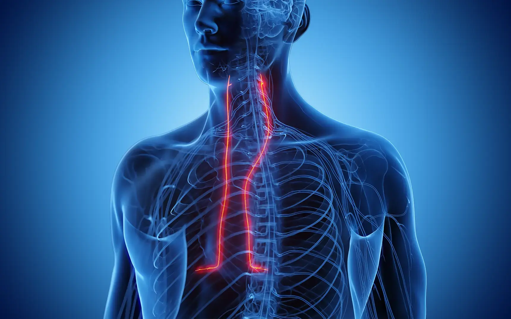 <p><span>Serves as a mixed nerve—delivering motor signals for breathing and sensory feedback from the heart's protective sac (pericardium) and the lining of the lungs and abdomen</span></p>