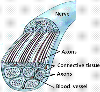 <p>axons and blood vessels</p>