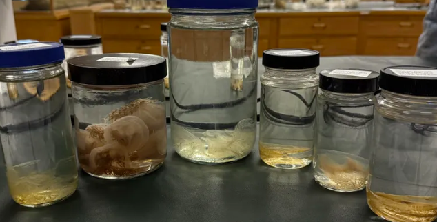 <p>K, P, C</p>