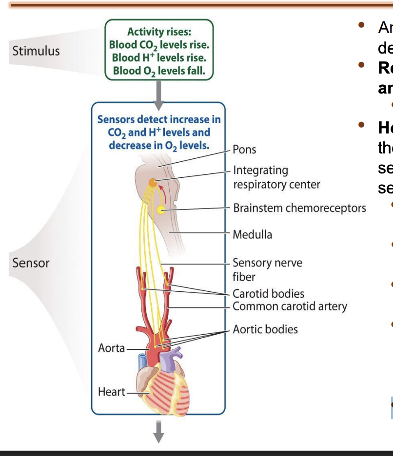 <ul><li><p>chemoreceptors in the brainstem stimulate motor neurons → activate the respiratory muscles to contract more strongly or more frequently. </p></li><li><p>Stronger or faster breathing rids the blood of excess CO2 and increases the supply of O2 to the body.</p></li></ul><p></p>