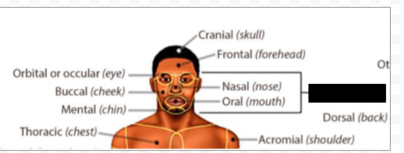 <p>what anatomical region is this?</p>