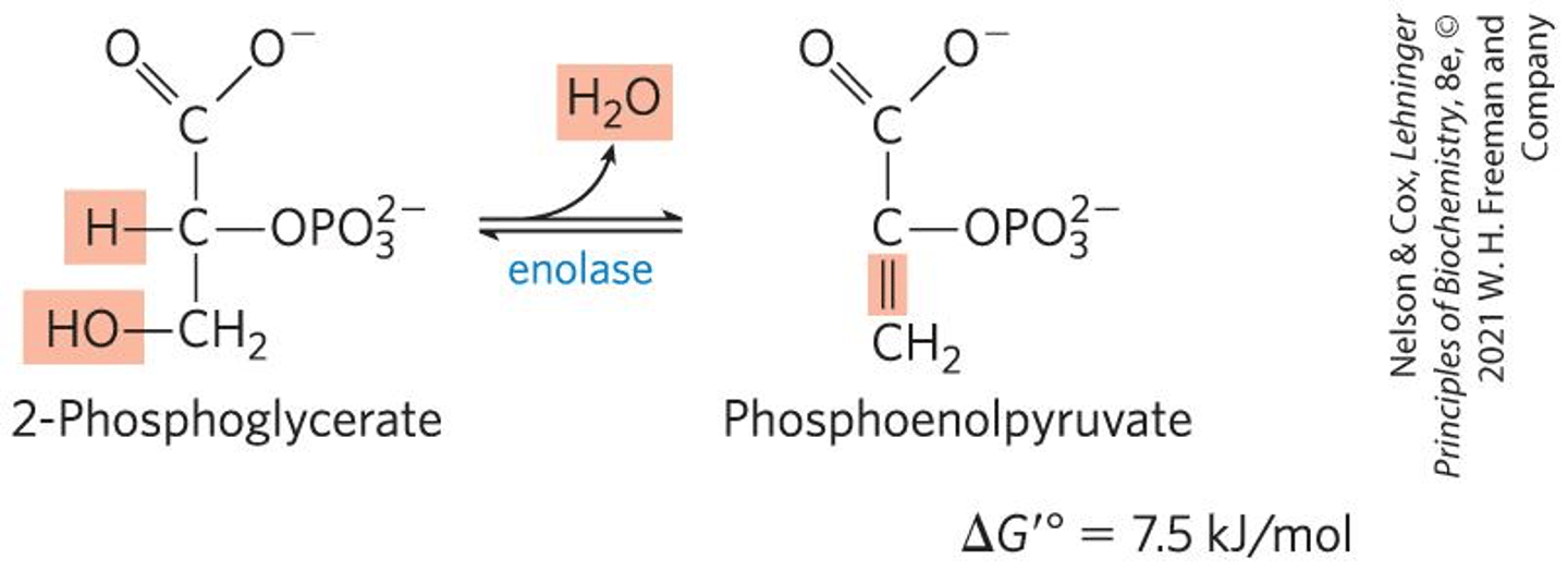 <p>It catalyzes the dehydration of 2-phosphoglycerate.</p>