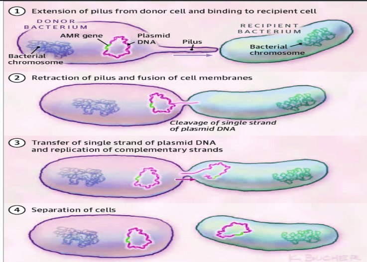 <p>Extension of pilus from donor cell and binding to recipient cell</p><p>Retraction of pilus and fusion of cell membrane</p><p>Transfer of single strand of plasmid DNA and replication of complementary strands</p><p>Seperation of cells</p>
