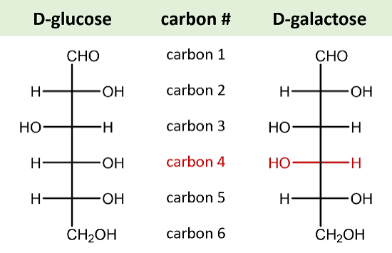 <p>Isomerism in Carbohydrates: Epimers</p>