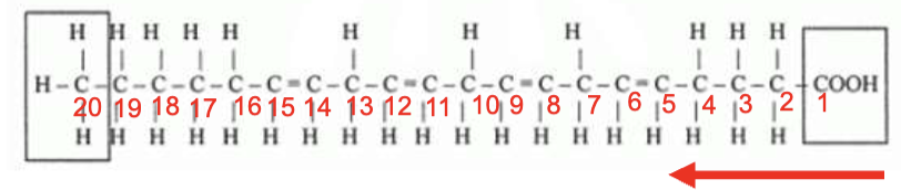 <p>Name this arachidonic acid according to omega method</p>
