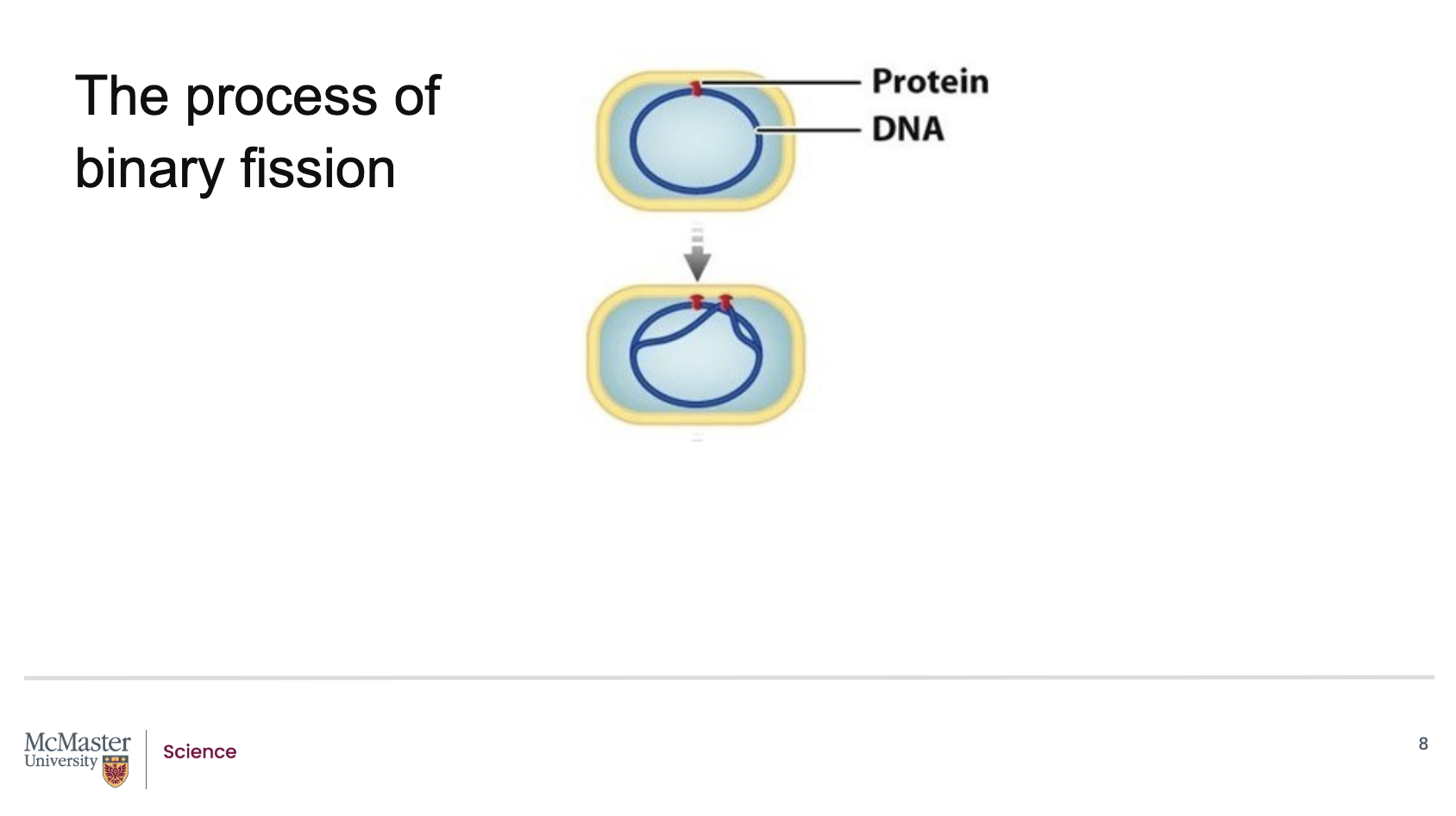 <p><strong>Back (Answer):</strong><br>Cell division in prokaryotes is called <strong>binary fission</strong>, a type of asexual reproduction.<br>It begins when the <strong><mark data-color="yellow" style="background-color: yellow; color: inherit;">bacterial chromosome</mark></strong><mark data-color="yellow" style="background-color: yellow; color: inherit;"> attaches to the </mark><strong><mark data-color="yellow" style="background-color: yellow; color: inherit;">inside of the plasma membrane</mark></strong><mark data-color="yellow" style="background-color: yellow; color: inherit;">.</mark><br>From there, <strong>DNA replication</strong> starts at the <strong>origin of replication</strong> on the chromosome.</p>