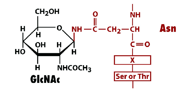 <p>Sugar moieties are attached to a protein through an amino acid with single-letter code N which is asparagine</p>