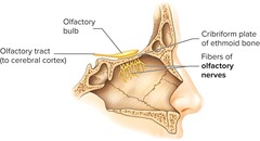 <p>Nerve that senses smell.</p>