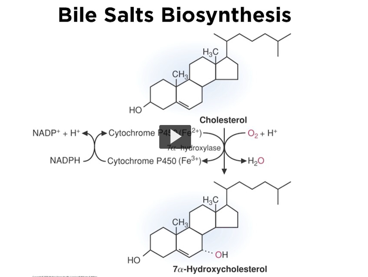 <p><u>bile salt biosynthesis</u></p><p>Here is the first reaction in which bile salts are synthesized. </p><ol><li><p>cholesterol is made into 7a-hydroxycholesterol. </p></li></ol><p>this is the first step, the committed step, and the step that is under control. </p><p>the enzyme carrying out this reaction is 7a-hydroxylase. Like any hydroxylase, it uses NADPH as a reducing agent. </p><p>You use cytochrome P450 and iron. </p><p>There is an incorporation of oxygen at position #7, this is a monoxygenase enzyme, meaning that there are two atoms in the oxygen molecule and the one of the atoms ends up in organic moiety. </p><p>It is essential to point out that 7a-hydroxylase recognizes cholesterol as the only substrate. </p><p>This is a very rigid reaction, because the enzyme only recognizes cholesterol. </p>