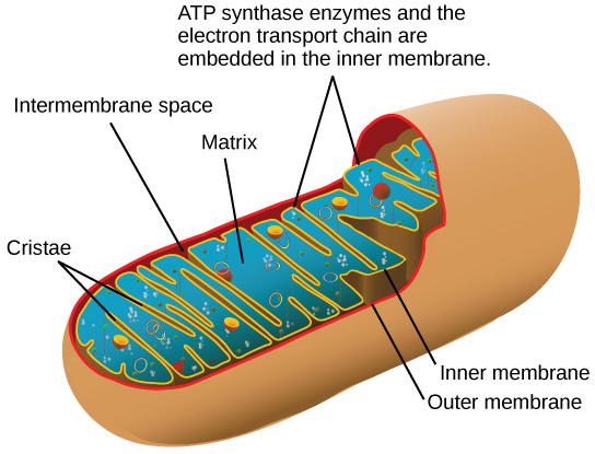 <p>the inner mitochondrial membrane</p>