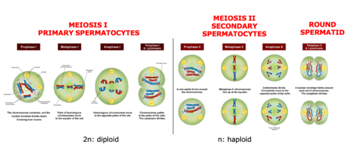 <p>Homologous chromosome pairs (mother and father) separate, crossing over to exchange genetic information, and independent assortment occur</p><p>chromosome number is reduced from diploid (2n) to haploid (n)</p>