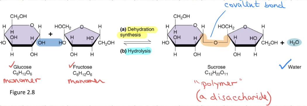 <p>breakdown of molecules</p><ul><li><p>one large polymer → small monomers</p></li><li><p>BREAK COVALENT bonds + H2O (input)</p></li></ul><p></p>