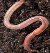 <p>Identify what phylum this belongs to.</p>