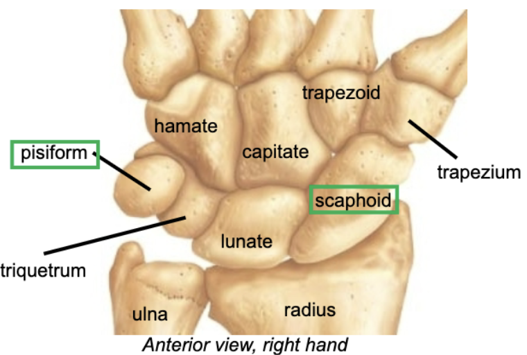 <p>Allow wrist to be very flexible and mobile</p><p>Pisiform: sesamoid bone, develops by age 12</p><p>Scaphoid most frequently fractured (FOOSH)</p>
