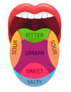 <p>Transduction of Taste</p>