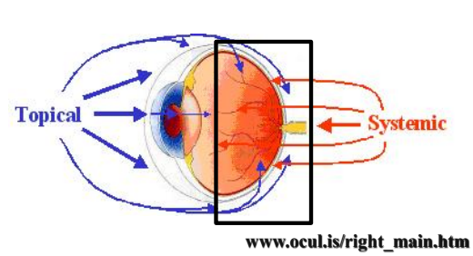 <ul><li><p>lids, orbit, posterior segment, perforated globe</p><ul><li><p>blepharitis (lid infection/inflammation), posterior uveitis, rupture</p></li></ul></li></ul><p></p>