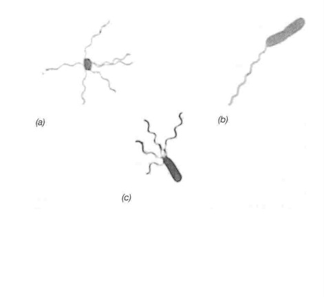 <p>benoemd de verschillende types van flagelinplanting op de afbeelding</p>