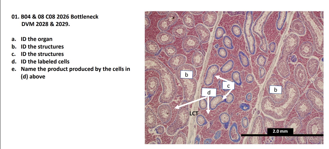 <p>a. ID the organ</p><p>b. ID the structures</p><p>c. ID the structures</p><p>d. ID the labeled cells</p><p>e. Name the product produced by the cells in </p><p>(d) above</p>