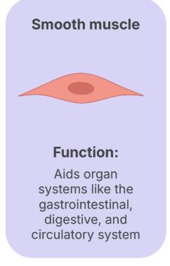 <p>Aids the organ systems like the <strong>gastrointestinal, digestive, and circulatory system</strong></p>