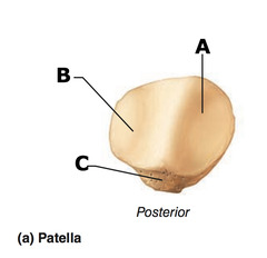 <p>smooth flat surface</p>